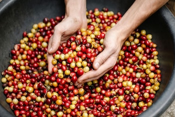 La SAG afirmó que el café sostiene la economía de más de 2.300 aldeas en el territorio hondureño.