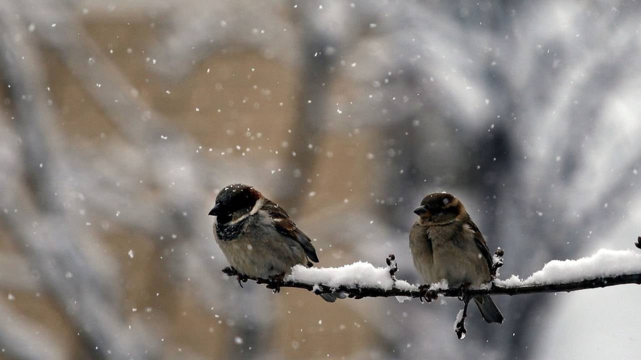 Dos gorriones se posan sobre una rama cubierta de nieve mientras caen copos en un día invernal. (AFP)