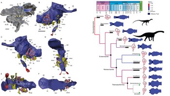 Bagualia alba presentó una glándula