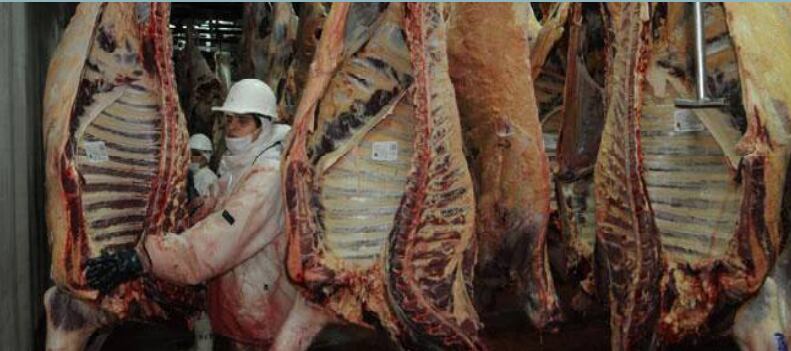 Las proyecciones apuntan a una faena igual o superior a la del año previo, pero sobre un rodeo con menor número de animales (INTA)