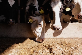 Primer plano de varias vacas lecheras Holstein con orejeras amarillas numeradas, comiendo heno y pienso de un comedero de cemento