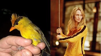 Pájaro cantor visto por primera