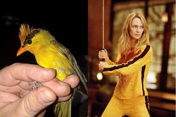 Especie de ave peruana capta