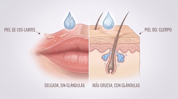 Ilustración de dos secciones de piel: una de labios, delgada, con escamas y gota de agua rota; otra de cuerpo, más gruesa, con folículo piloso y glándulas.