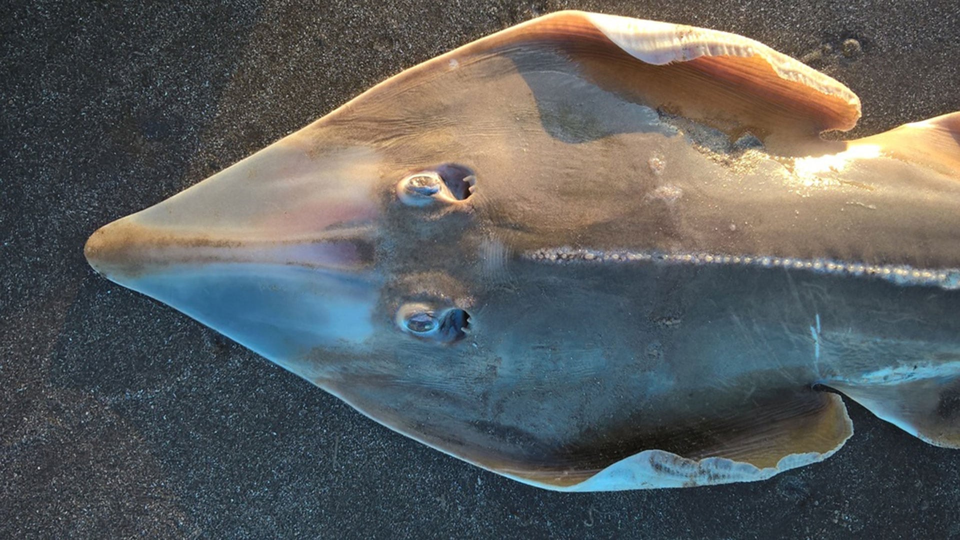 El pez guitarra está en peligro crítico en el Atlántico Sudoccidental, según la Lista Roja de la Unión Internacional para la Conservación de la Naturaleza./ArgentiNAT - FVSA