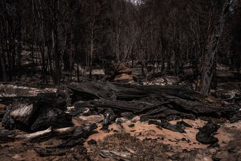 El bosque de lengas totalmente
