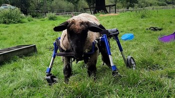 Sus rescatistas modificaron una silla