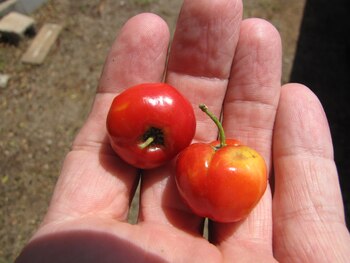 La acerola es un superalimento