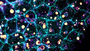 Un estudio filma cómo las