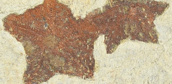 20/01/2021 El ancestro de la estrella de mar revela la evolución en acción.
Investigadores de Cambridge han descubierto un fósil del primer animal parecido a una estrella de mar, que nos ayuda a comprender los orígenes de estas criaturas de ágiles brazos.
POLITICA INVESTIGACIÓN Y TECNOLOGÍA
UNIVERSIDAD DE CAMBRIDGE