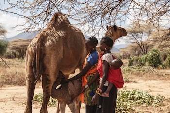 La supervivencia del ganado en