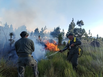 Las llamas consumieron al menos cuatro hectáreas de vegetación en el sector de Palomar antes de ser controladas por los equipos de emergencia. Tomada de MiAmbiente