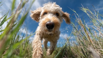 Un estudio advirtió que los