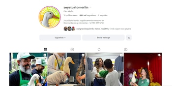 Estas son las redes oficiales del Pato Merlín (IG/ @soyelpatomerlin)