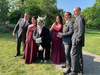 La historia detrás de una llama vestida de esmoquin que asistió a una boda en Nueva York (Facebook Llama Adventures)