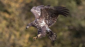 Ejemplar de pigargo europeo. (Andreas Weith/Wikimedia Commons)