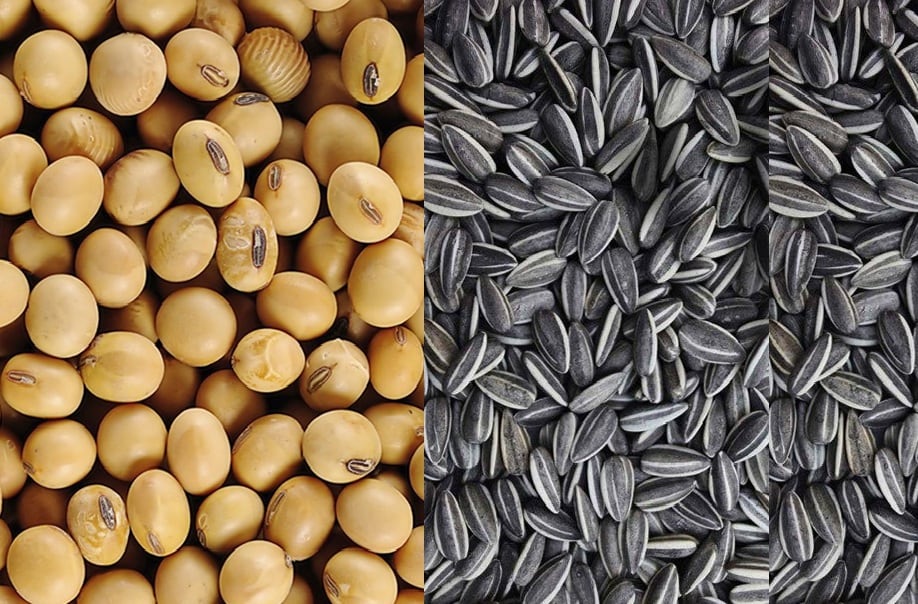Soja y girasol poseen requerimientos nutricionales particulares debido a su elevada demanda de fósforo y azufre, nutrientes estrechamente ligados a la calidad del grano y del aceite (Revista Chacra)