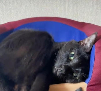 Este es el viral gato