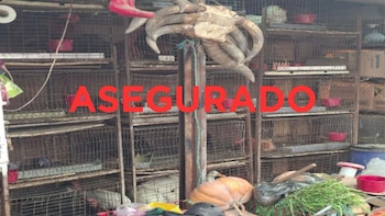 Desde aves hasta cuyos: rescatan