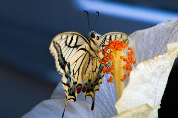 La tolerancia térmica se evaluó