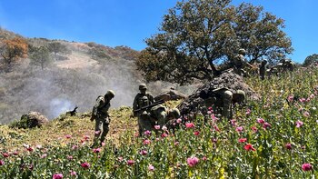 L'esercito ha localizzato sei laboratori