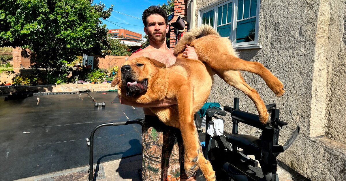 Hasan Pickers relembra polêmica por usar coleira elétrica de kaya, laky e lake durante transmissão em tempo real Hasan Pickers relembra polêmica por usar coleira elétrica de kaya, laky e lake durante transmissão em tempo real
