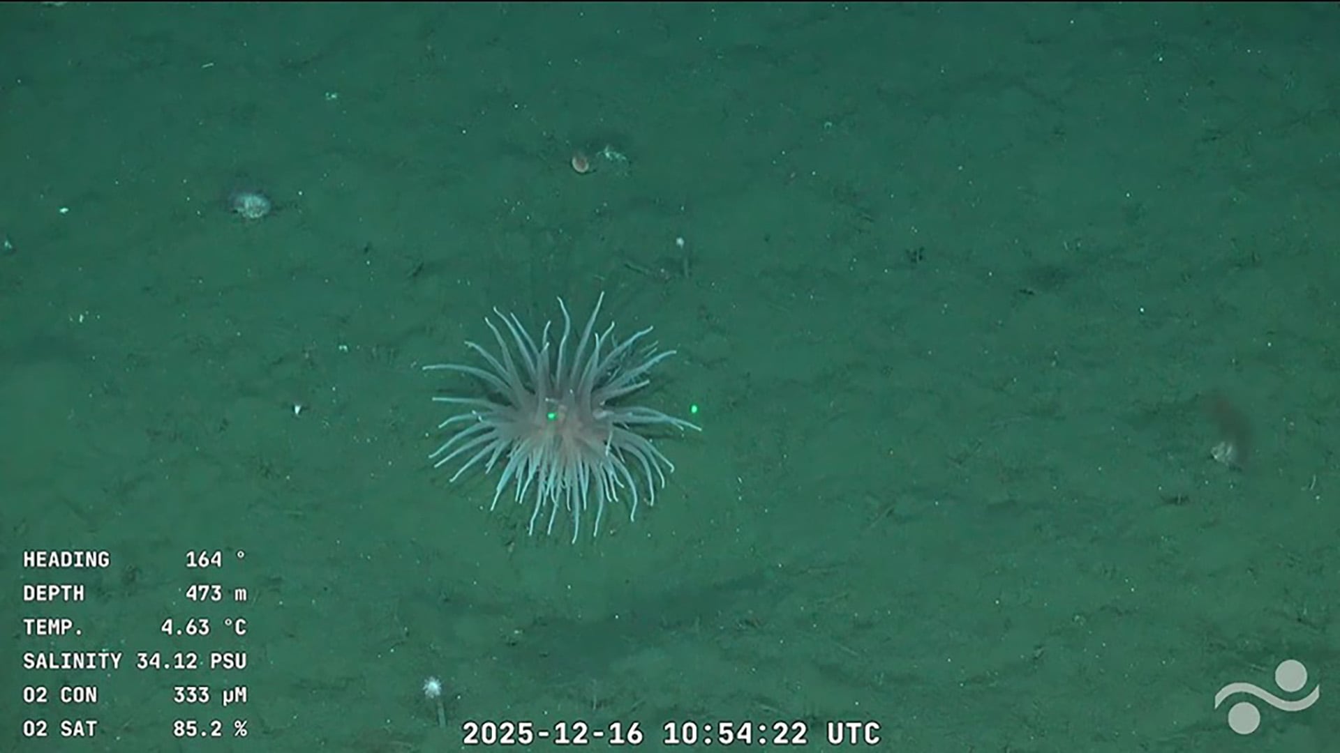 Las anémonas fueron otras protagonistas de la transmisión