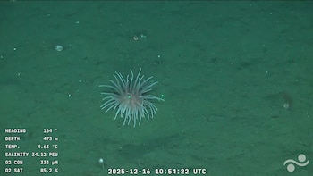 Las anémonas fueron otras protagonistas