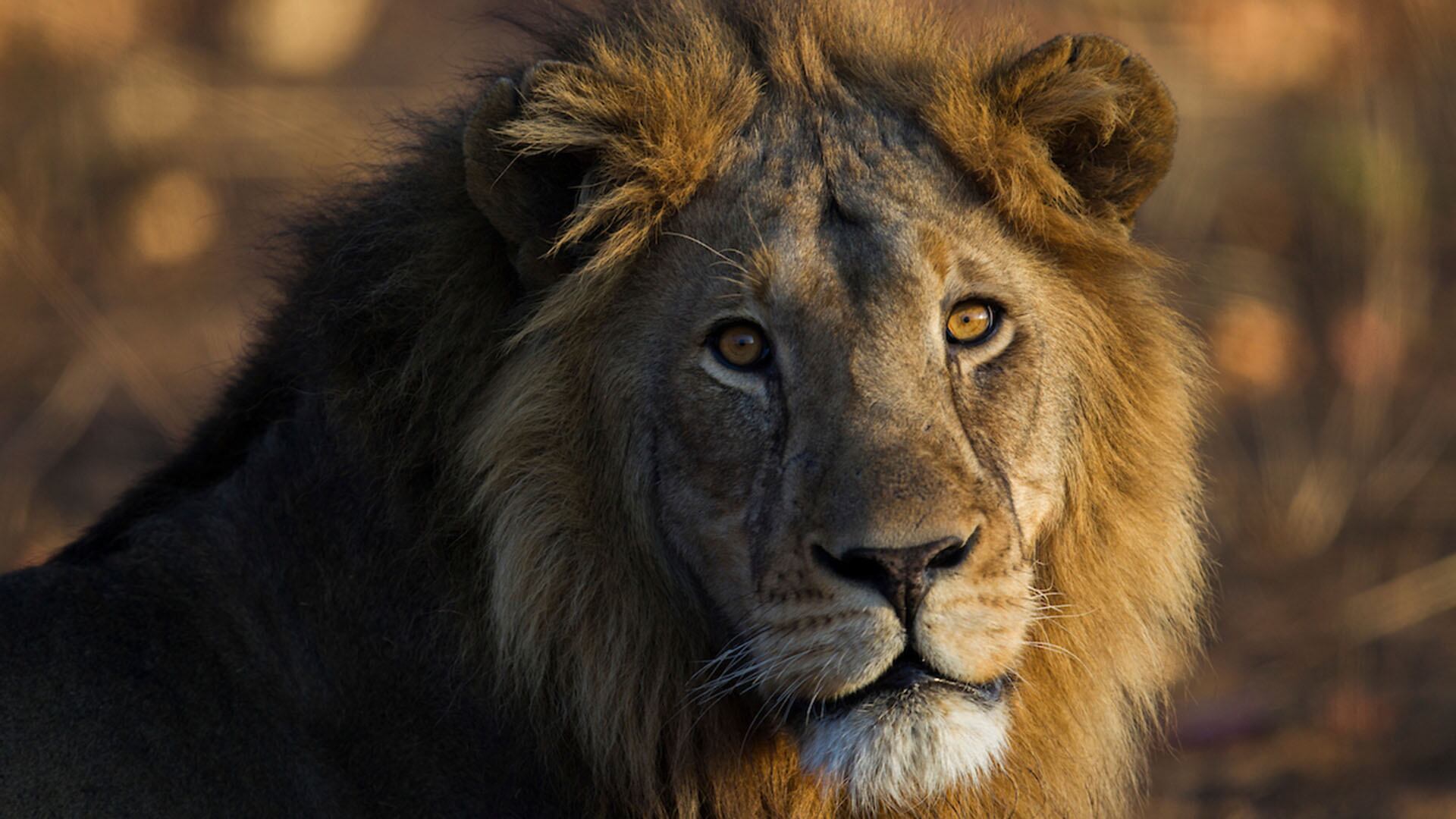 El murciélago de labios con flecos logra tasas de éxito en la caza superiores a las del león, pese a su tamaño diminuto. (Sebastian Kennerknecht)