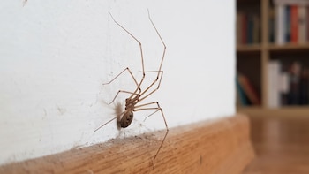 Ni venenosa, ni con colmillos: mitos y verdades sobre las “arañas de patas largas”