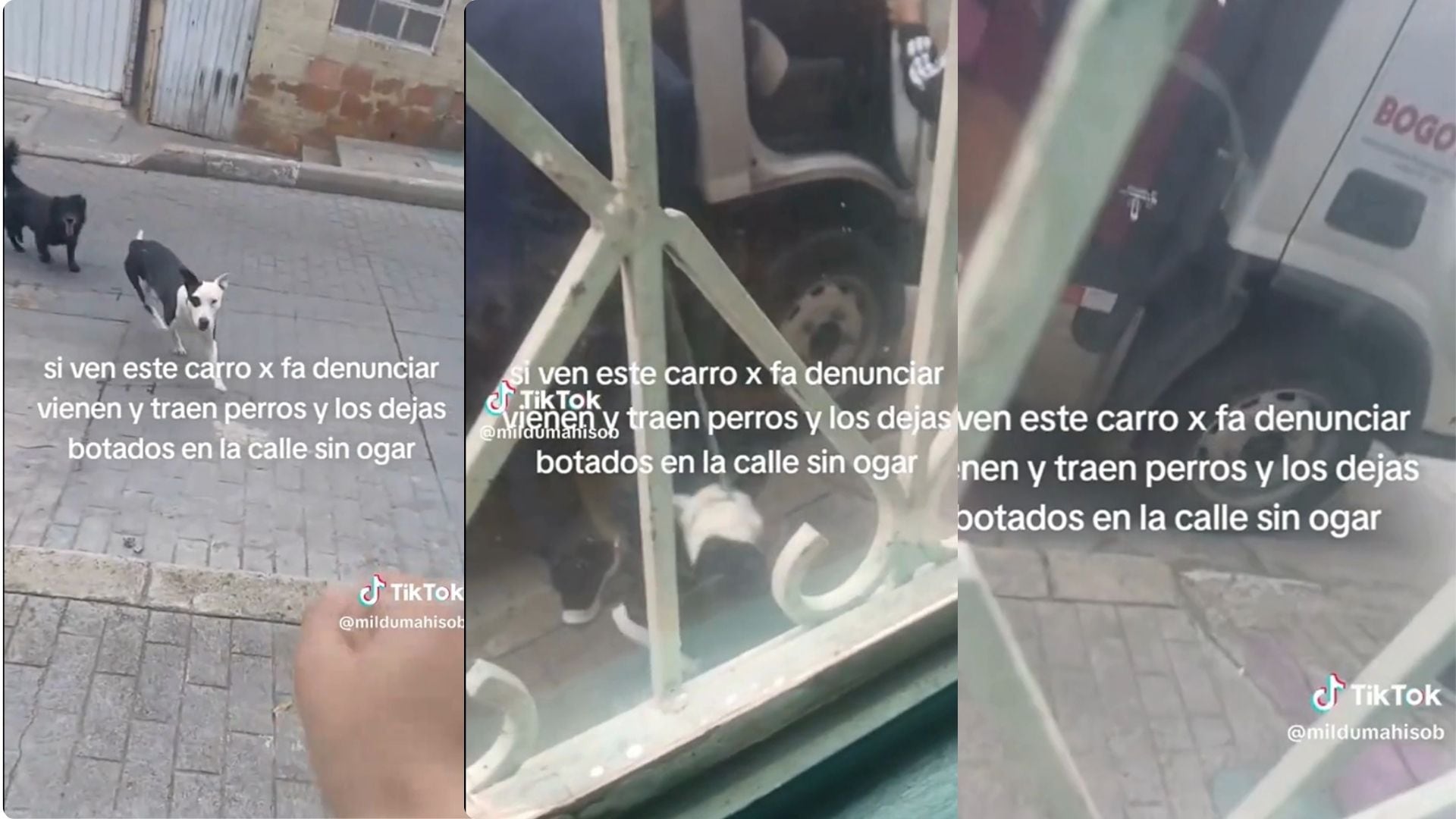 Denuncian que el Instituto de protección animal estaría dejando animales abandonados en el sur de Bogotá: esto respondió el Idpyba
