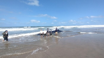 Murieron dos ballenas jorobadas varadas