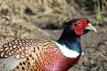 Faisán vulgar. (Charles J. Sharp/Wikimedia Commons)