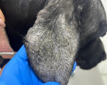 El hallazgo de Leishmania infantum en perros autóctonos preocupa por el riesgo sanitario para animales y humanos. Cortesía: UCR