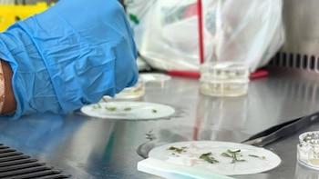 Una mano con guante azul manipula fragmentos vegetales sobre una superficie metálica junto a pinzas y recipientes transparentes