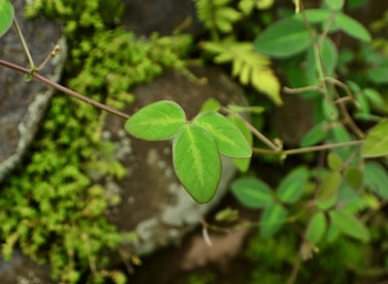 Imagen de archivo de Desmodio