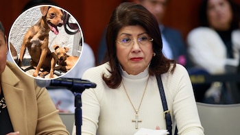 Senadora de Morena reconoce el sacrificio de 10 mil perros cuando gobernó en Tecámac