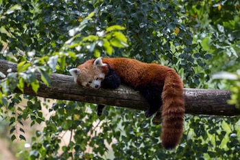 Un panda rojo yace acostado sobre la rama de un árbol con follaje de hojas verdes a su alrededor