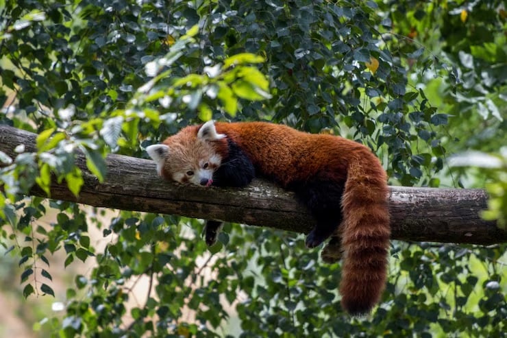 La investigación sobre el panda rojo en Nepal fue encabezada por Pawan Rai y publicada en Wildlife Society Bulletin (Magnific)