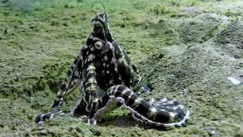 Pulpo Thaumoctopus mimicus blanco y negro, erguido sobre un fondo marino verdoso y arenoso. Su cuerpo y parte de sus tentáculos son visibles