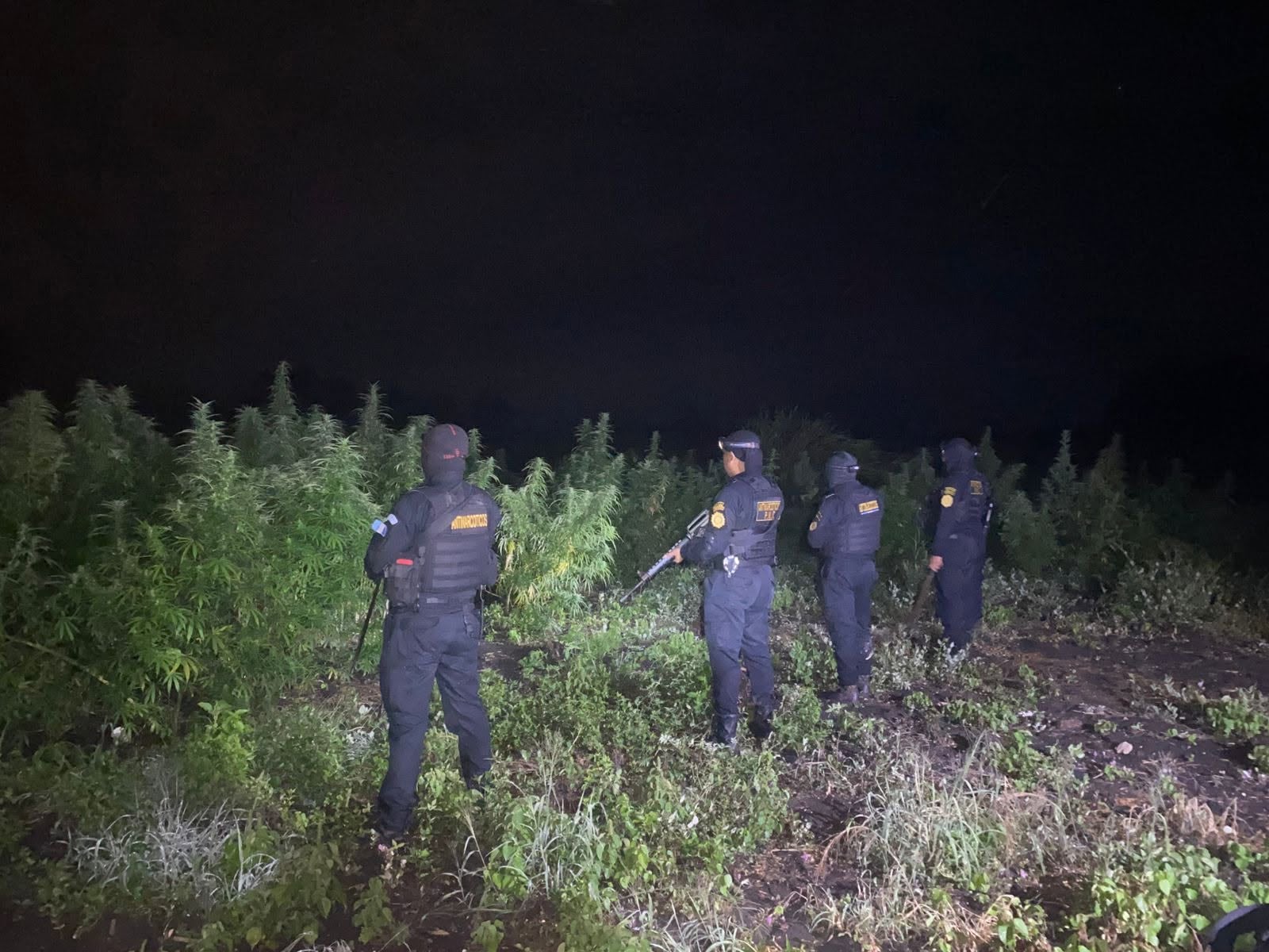 Cuatro agentes de la unidad antinarcóticos vigilan una plantación de cannabis durante un operativo realizado en un área rural por la noche. (PNC de Guatemala)