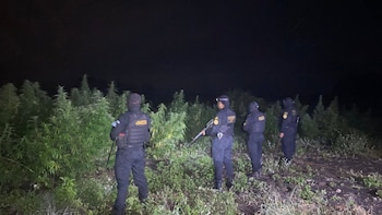 Agentes antinarcóticos de Guatemala erradicaron 63,756 matas de marihuana en Petén valoradas en USD 4.18 millones