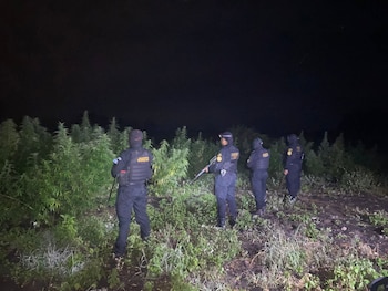 Cuatro agentes policiales con uniformes negros y armas de fuego están de pie de noche junto a un cultivo de plantas de cannabis