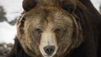 El drama de los osos grizzly: una bióloga los monitoreó cinco años y descubrió por qué les cuesta sobrevivir