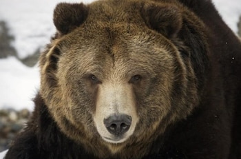 Primer plano frontal de la cabeza de un oso grizzly con pelaje marrón y hocico claro, con ojos oscuros y nieve difusa en el fondo