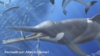 Con dimensiones similares a las