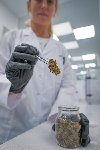 hemp lab laboratorio cannabis mar del plata