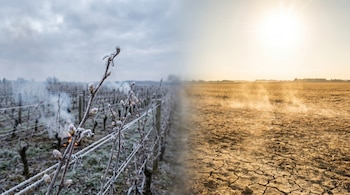 Imagen dividida horizontalmente: a la izquierda, un viñedo cubierto de escarcha con humo de fuegos; a la derecha, un campo de tierra seca y agrietada bajo un sol radiante.