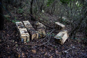 Armas encontradas en el operativo