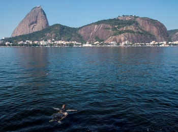 Una tortuga nada en la Bahía de Guanabara Rio de Janeiro (Brasil), gracias al COVID-19 que llevó al encierro a los cariocas, pero descontaminó las aguas de playas que por años permanecieron turbias en la ciudad más emblemática de Brasil. EFE/Antonio Lacerda